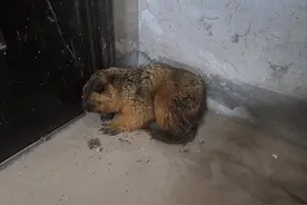 土拨鼠跑进居民楼 民辅警成功制服将其“抓获”图片