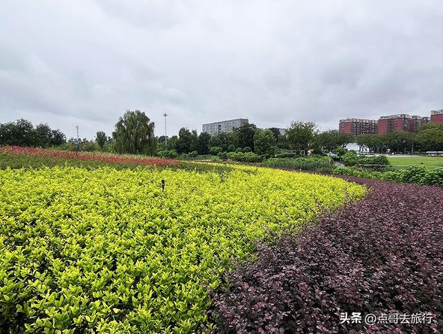 成都，最不可小看的公园，雨中超美，凉风阵阵，公共交通直达！