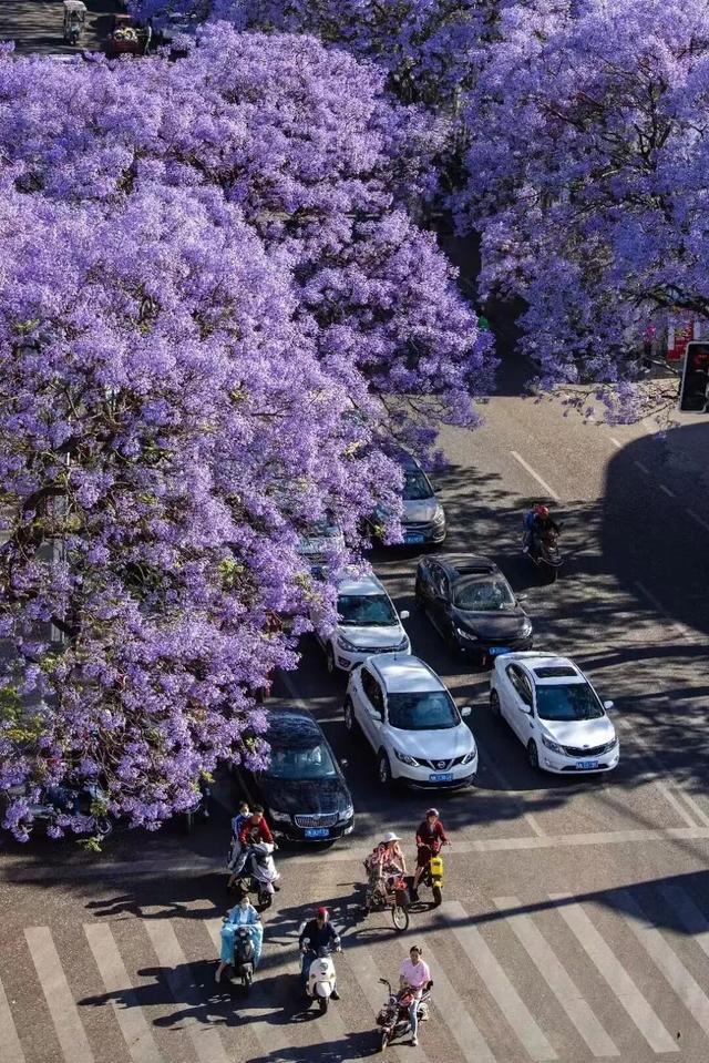比大理浪漫！比昆明更近！高铁直达阳光小城，2万株蓝花楹美疯！观海登山，美食吃到爽！