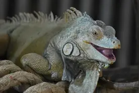 “五一”正式开馆！还有全年惠民活动！哈尔滨北方森林动物园“上新”图片