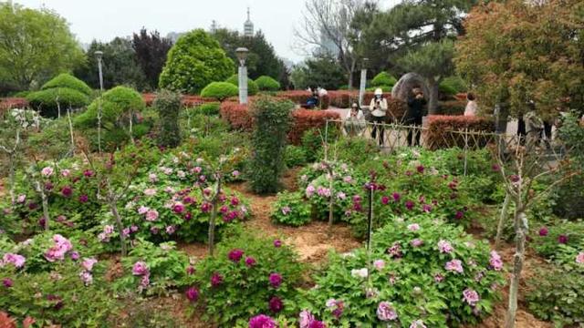 河南新安县:牡丹盛开家门口 市民乐享好春光