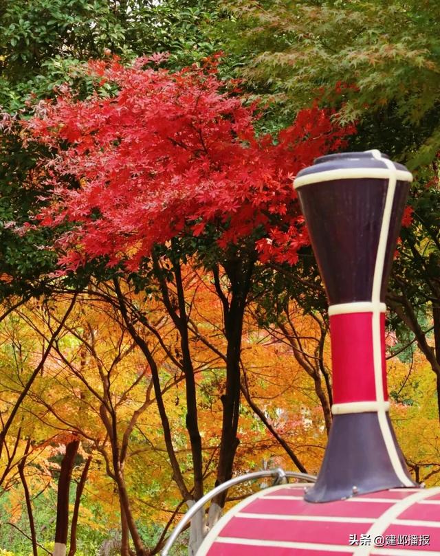 爆火！最美200米红枫大道已达最佳观赏期