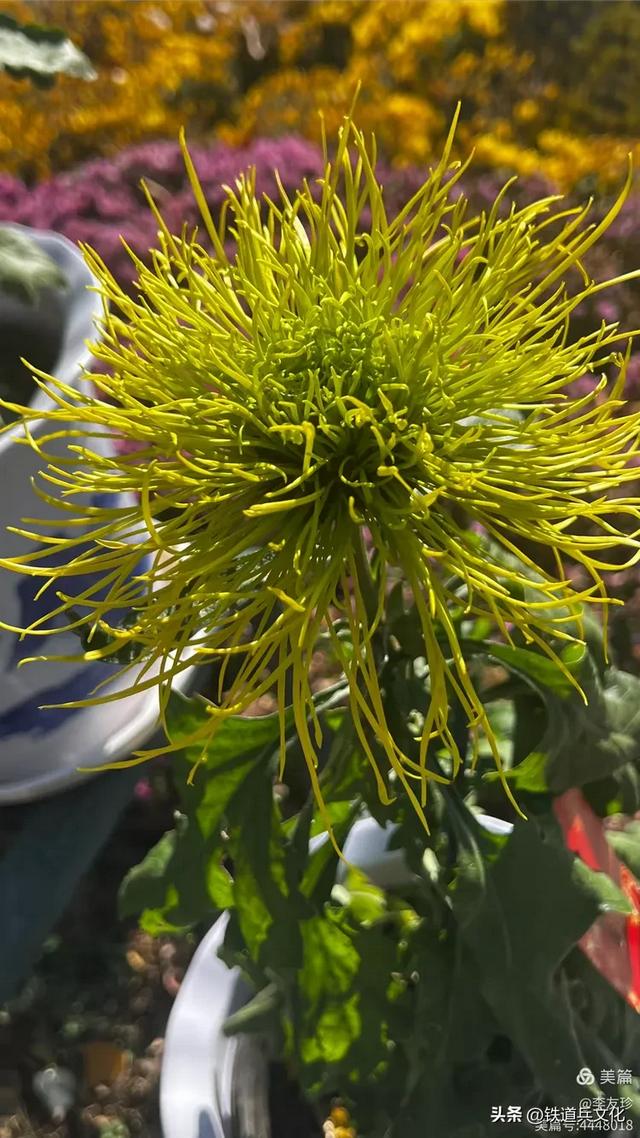 李友珍||岁月倏然·菊韵飘香——紫竹院公园的菊展