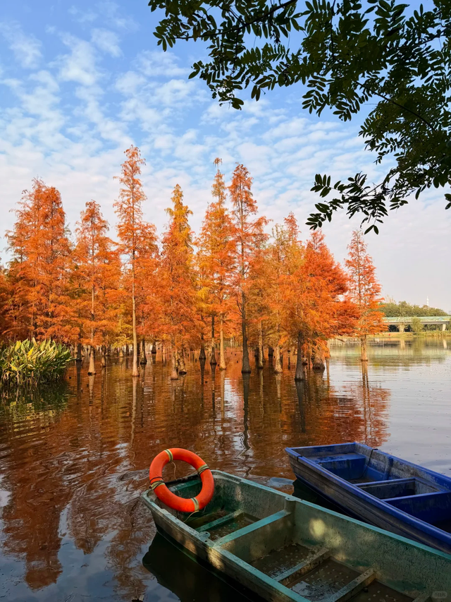成都谁还不知道白鹭湾湿地公园水杉？已红99%，地铁直达放心冲！