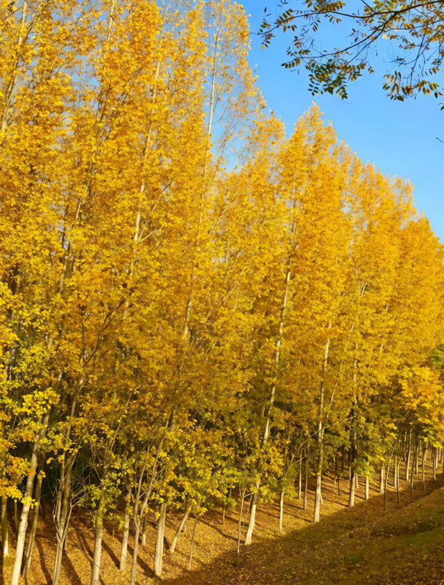 西安城区4个绝美秋景打卡地！