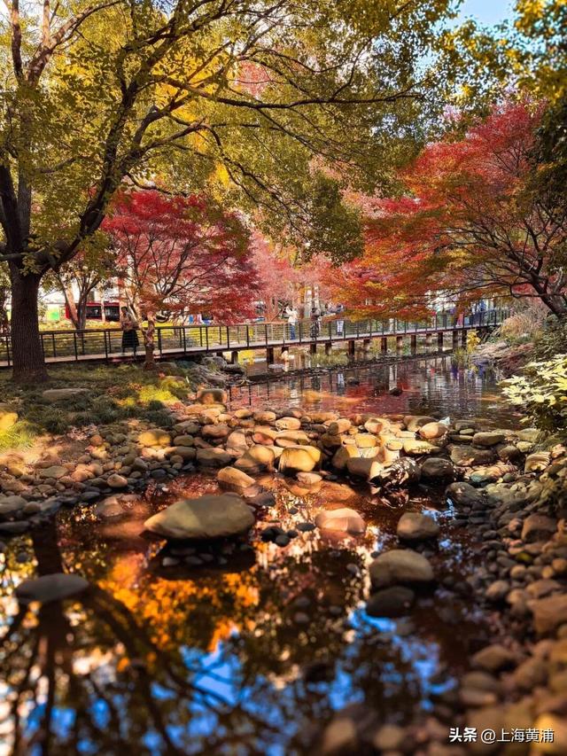 传说中的“层林尽染”，原来就在市中心！