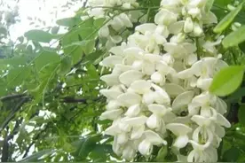 老话讲“五树进阳宅，家败人难富”，哪五种树尽量不种房前屋后图片