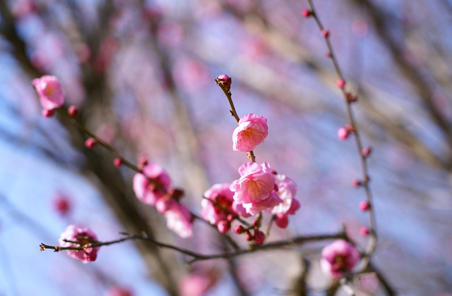 遇见“梅”好！麻城这座公园藏满冬日浪漫~