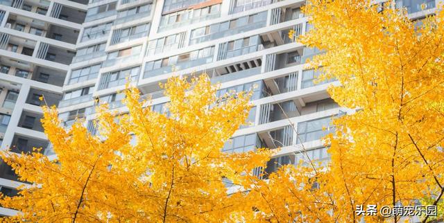 逛了这么多地方，才发现最迷人的银杏藏在身边，金叶子等着被发现