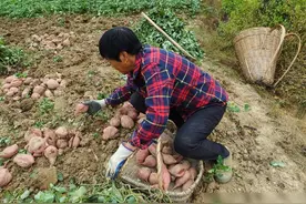 种红薯，不要太“讲究”了，5个“随便”点儿，也能种出丰产红薯图片