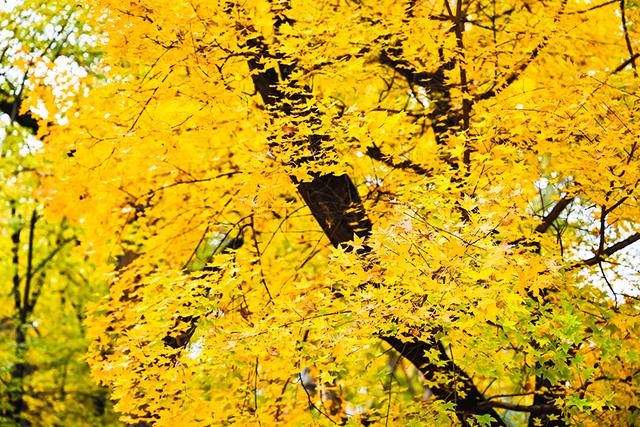 “醉”秋上线！潞州区美翻了