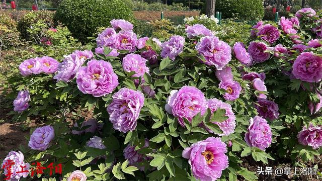 约770个品种牡丹开放！4月15日洛阳牡丹花情预报