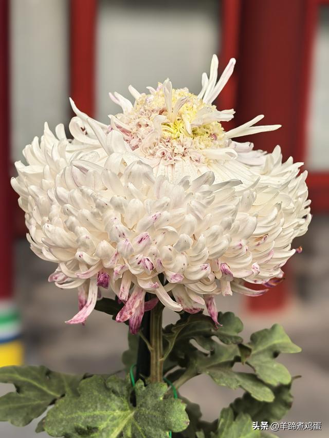 秋风独宠一园菊，晚来香艳出樊篱——北京北海公园2025年菊花展