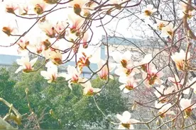 郑州多个公园陆续有花展图片