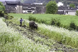 江西农村自建房有新规，你敢相信吗？图片