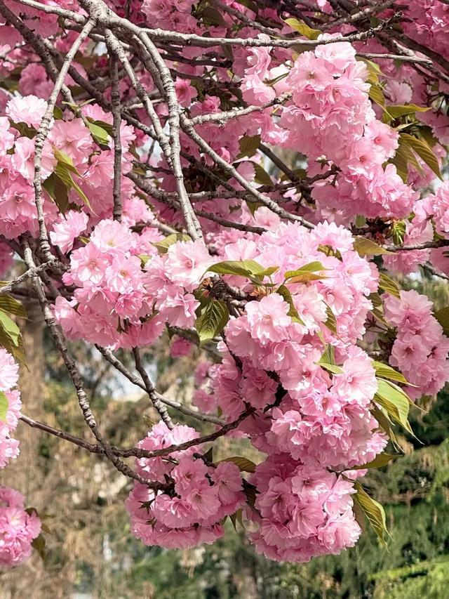 收藏！高新区这条“樱花大道”真的太美了~