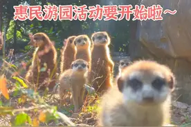 南京市红山森林动物园12月2日-8日组织惠民游园活动图片