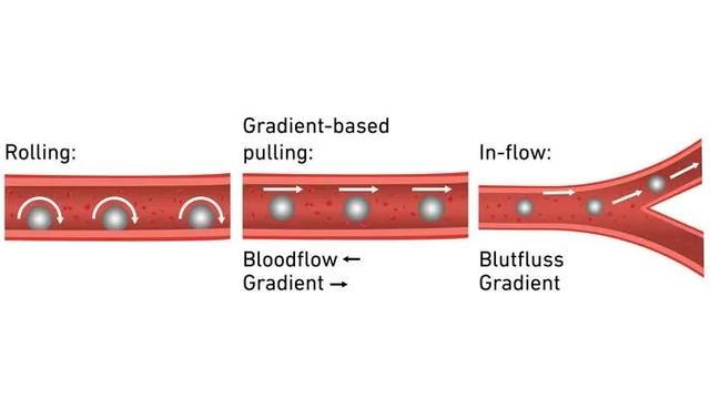 成功率95%：微型机器人直达血栓递送药物，助力中风与肿瘤治疗