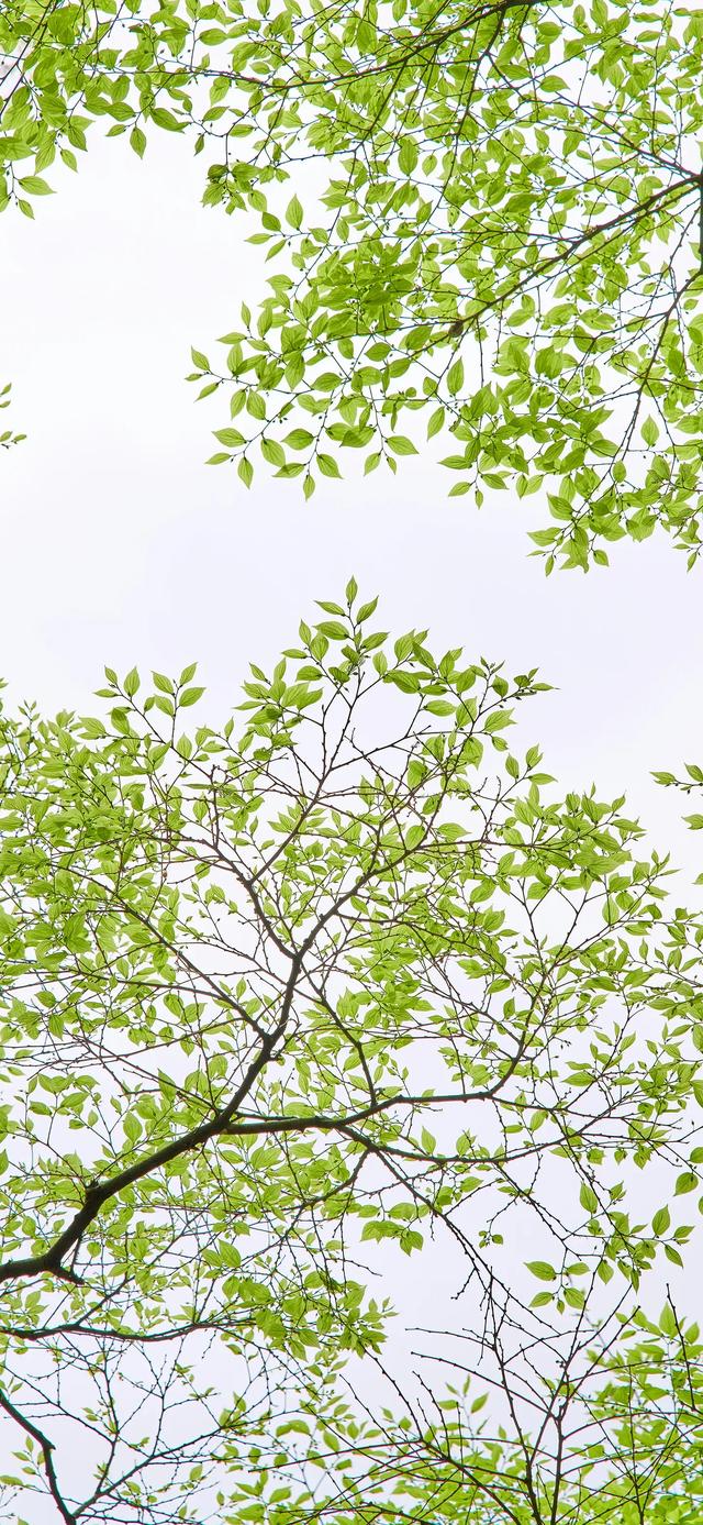 全屏手机壁纸4.26