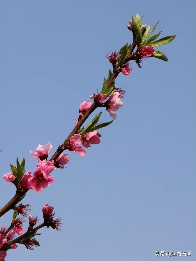 来石屏牛街赴一场与繁花的诗意之约~