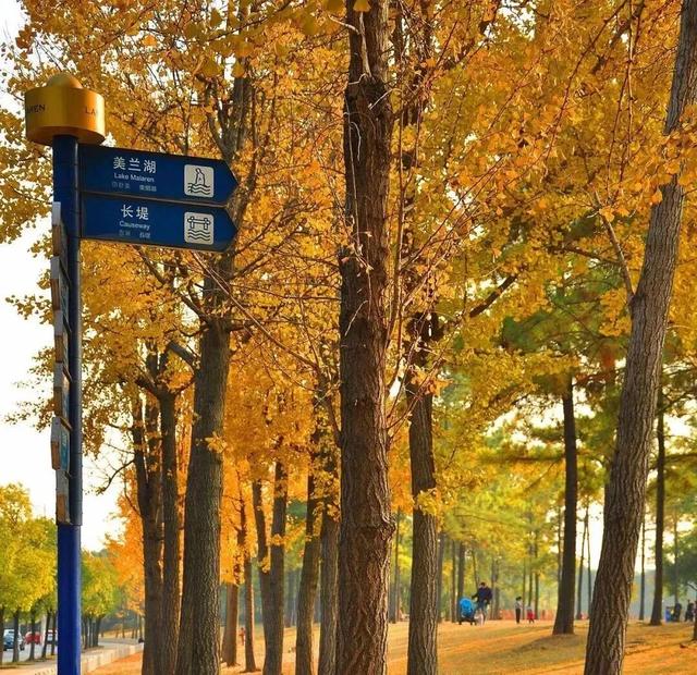 “落叶缓扫”，留住的不只是风景