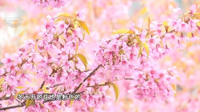 “Color Walk”火了！在昆明，用颜色解锁一座城