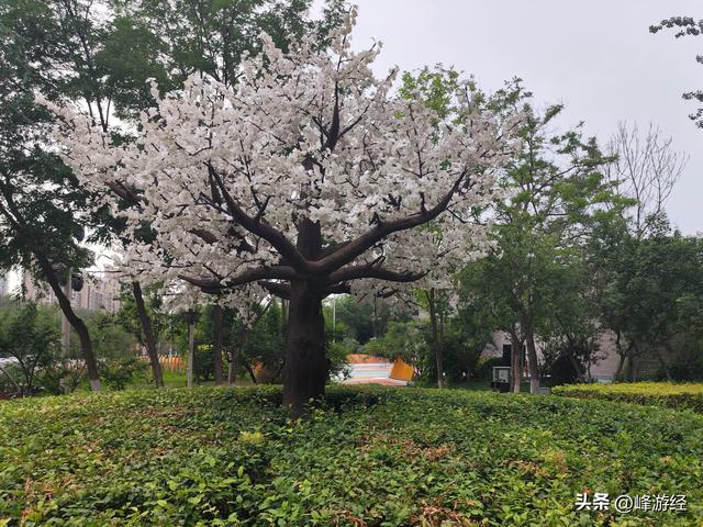 寻凤凰幻城的文化背景，银川站前广场的葡萄酒雕塑和站内的向阳花
