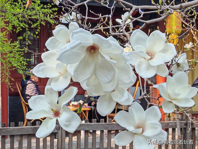 北京公园赏花记