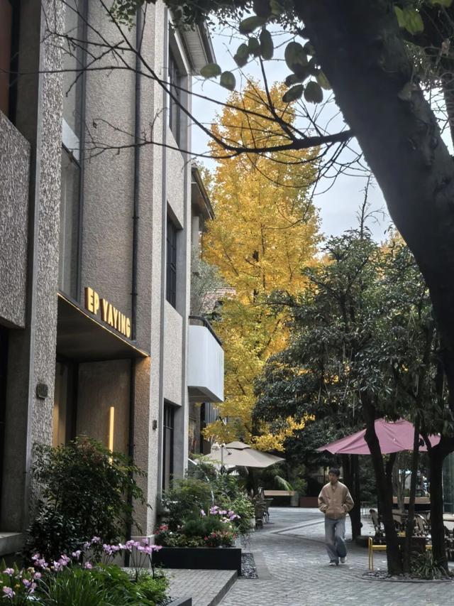 油画般的徐汇秋色，来了！