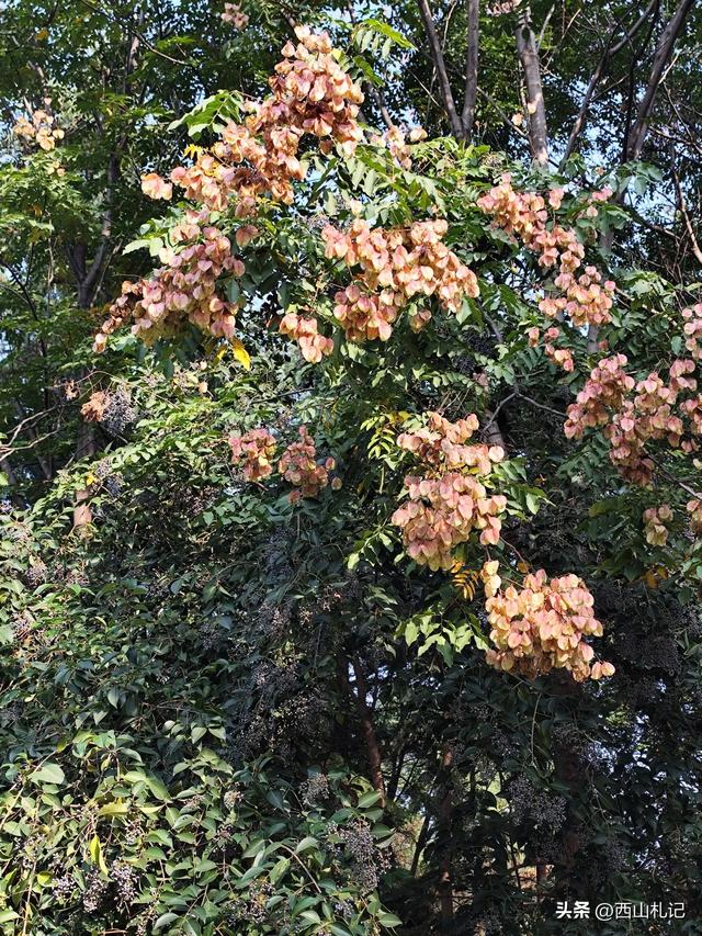 五线小城里的银杏大道,美翻全网的深秋景色原来在这里