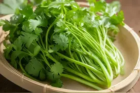 香菜的历史图片