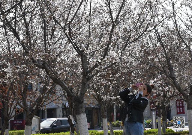 樱蕊初绽！来天津津南咸水沽，赴一场春日浪漫之约