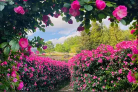贵州施秉：踏青赏花享春光 "春日经济"活力旺图片