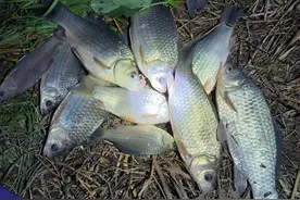 效果极佳的钓鱼酒米图片