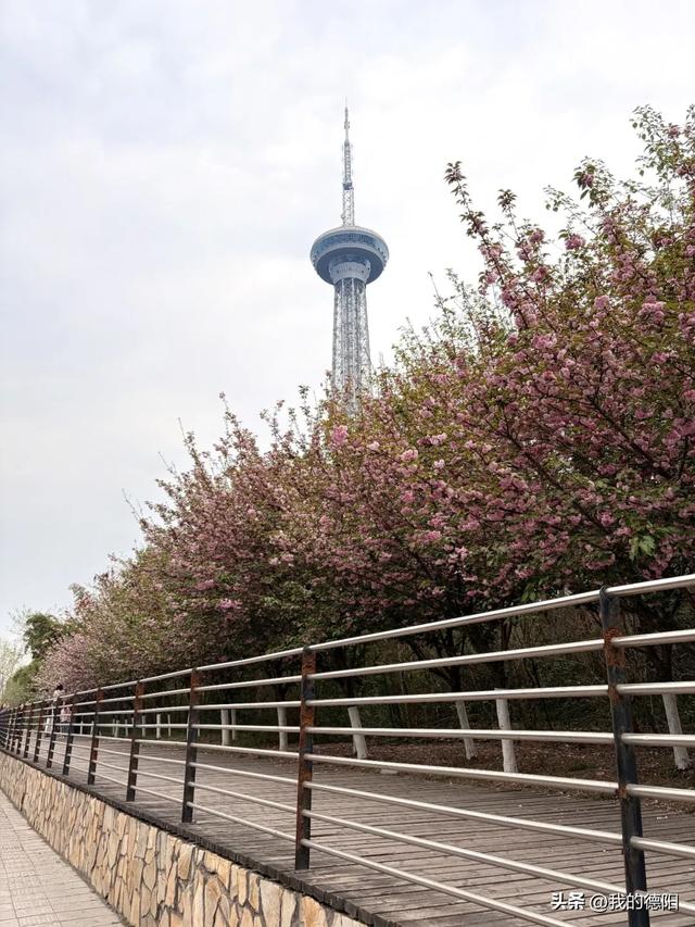 刷屏了！德阳这条“樱花大道”限时返场！路过的全都要刹一脚