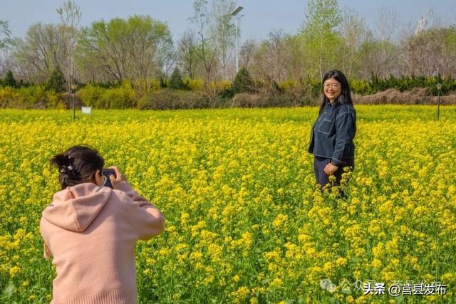 莒县沭河公园油菜花迎来盛花期！