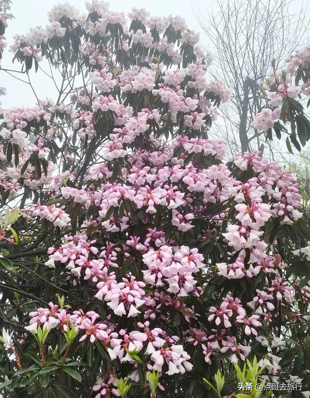 四川又一高山杜鹃惊艳了，刚好进盛花期，云海中的花园，非常唯美