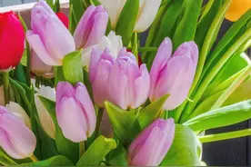 线上独家包机 今年首批优质荷兰郁金香到港 价格仅为线下三分之一图片