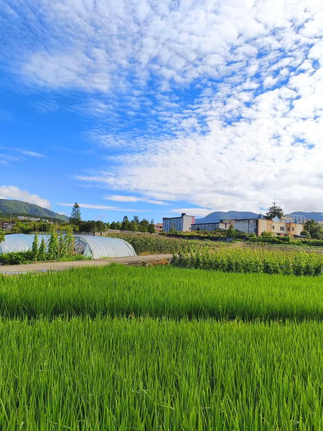 福建 · 福州 · 闽侯 · 大湖 · 稻花飘香(2025·7·28～8·1)