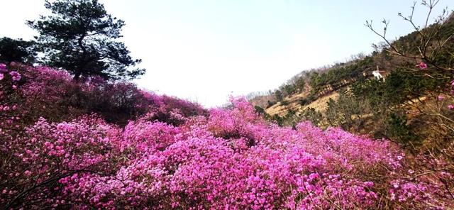 藏不住啦！五莲“兰槿”花火爆全网！