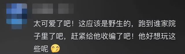 那些让你笑cry的动物视频，其实都是AI演的
