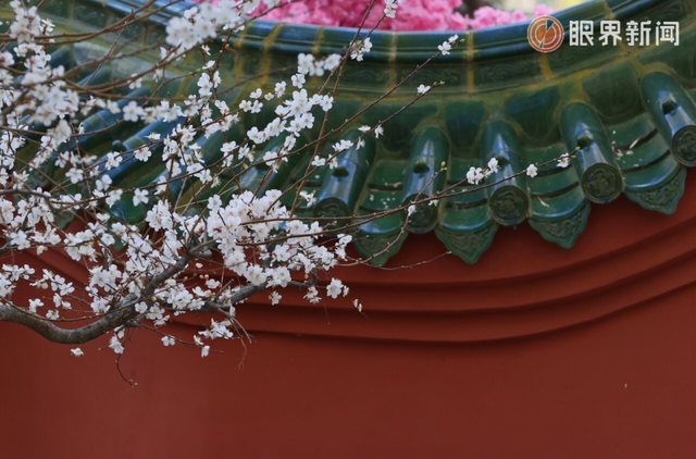 被乌鲁木齐的春天治愈了，花开满城→