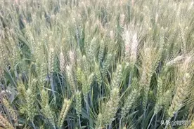 紧急提醒！小麦白穗真相曝光，不要再乱打药了！图片