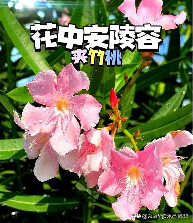 阴花不能进阳宅。这5种花“打死”也不养，家里若有？快挪走！