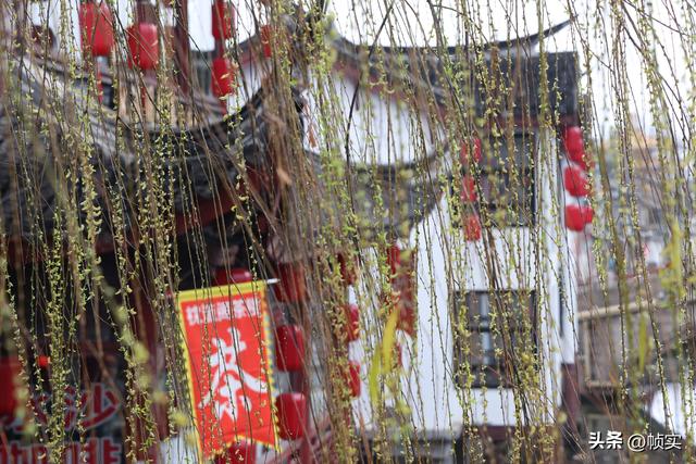 春天还会远吗？上海街头垂柳枝头已长出嫩