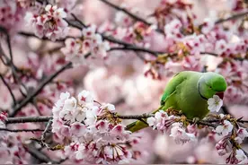 鹦鹉食物清单：盘点110种新鲜花卉哪些鹦鹉可食用！图片