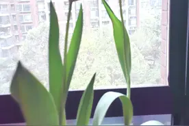 体检的时候肠镜多久做一次才合理?需要每年做一次吗？图片