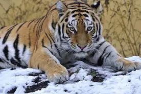 出生时辰对应人生的性格，更新三图片