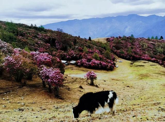 还没结束的花事，槽点太多了！