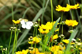 农村路边不起眼的野菊花，经常用来泡水喝，可能收获5个好处图片